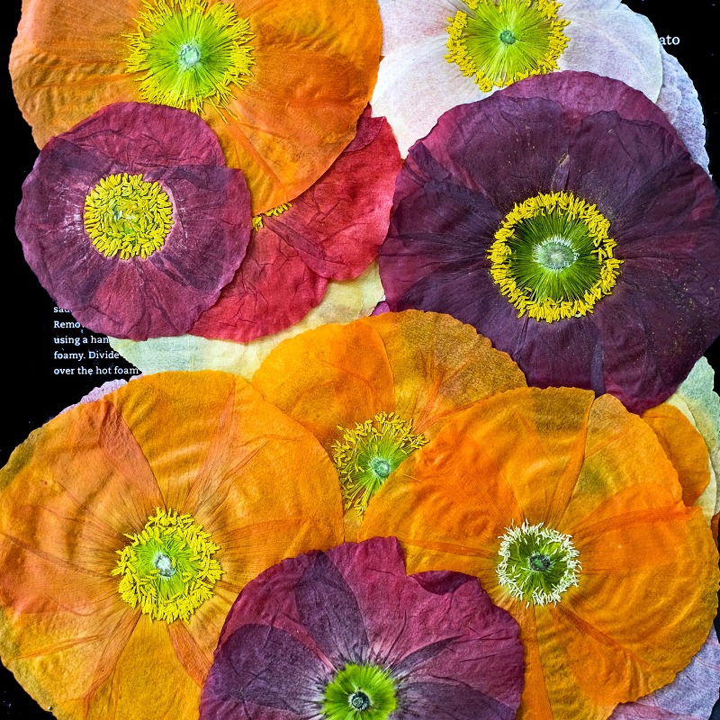 1 pz, Fiori di Papavero Natura - Resin Art Photo Frame recensione e prezzo